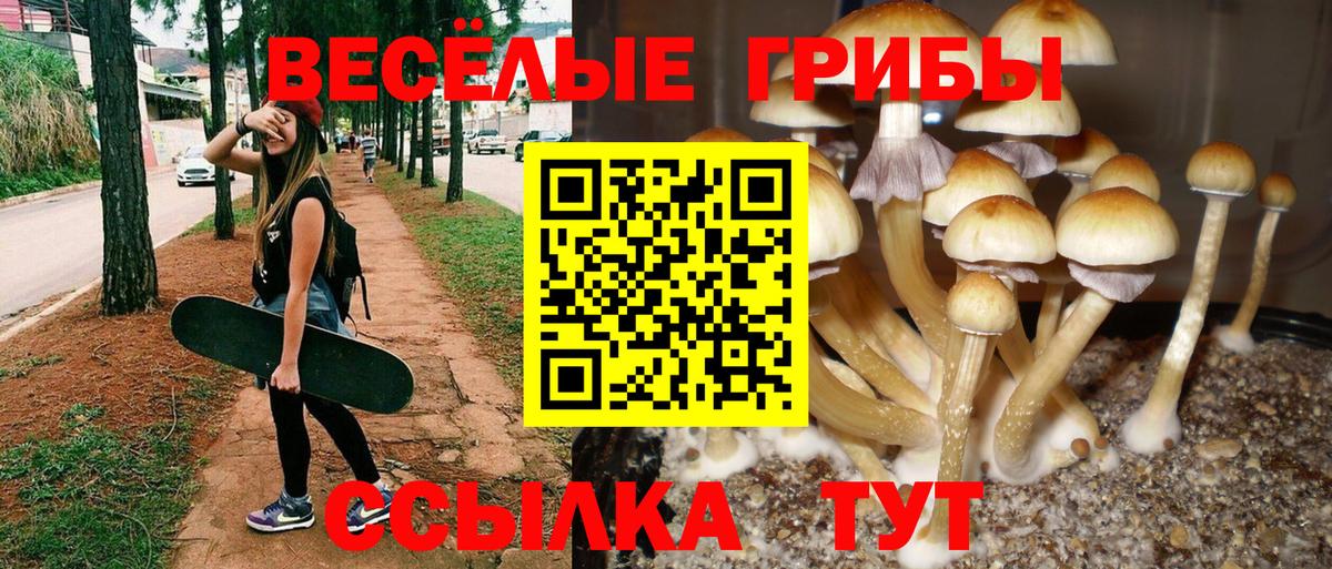 Псилоцибиновые грибы Cubensis Добрянка